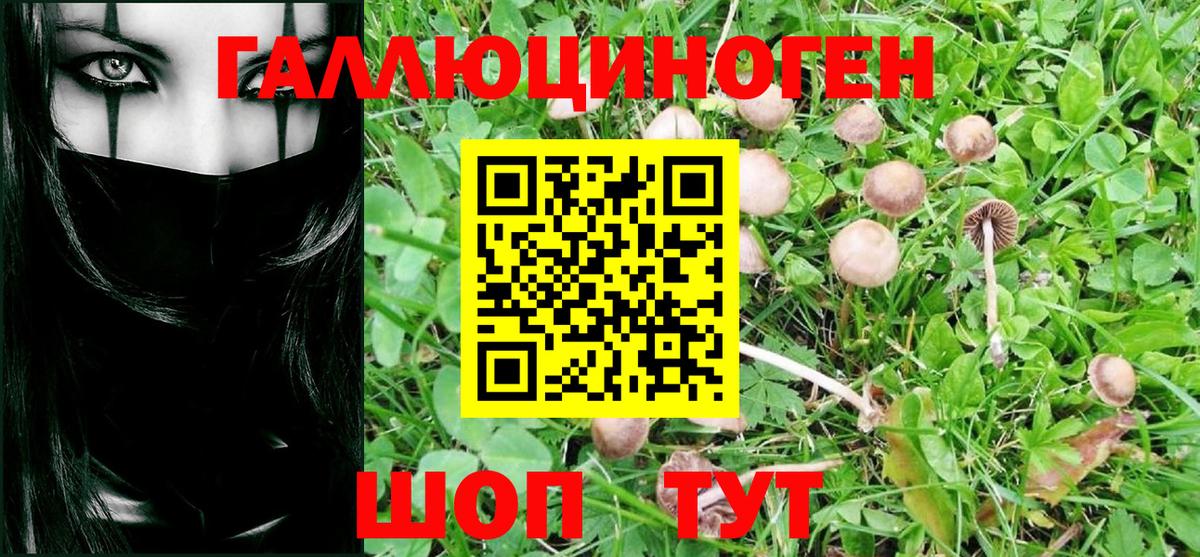 Мурино  Галлюциногенные грибы MAGIC MUSHROOMS  Вход с VPN 